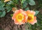 Euphoria rose photo