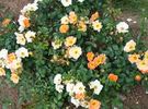 Euphoria rose photo