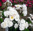 Baronne de Vivario rose photo