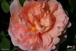 Agnieszka rose photo