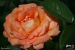 Agnieszka rose photo