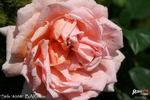 Stile '800® rose photo