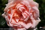 Stile '800® rose photo