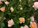 22C-03 rose photo