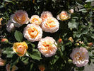 22C-03 rose photo