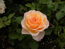 22C-03 rose photo