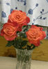 16D-07 rose photo