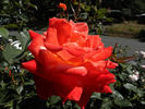 16D-07 rose photo