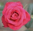 Nottingham Lady rose photo