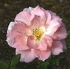 Miss Katherine rose photo