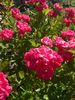 Lillan rose photo