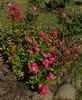 Lillan rose photo