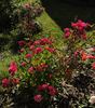 Lillan rose photo