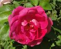 Lydia Freimane rose photo