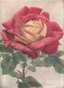 Juliet rose photo