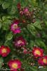 Daisy Brasileir rose photo
