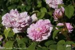 De Candolle rose photo