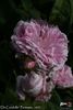 De Candolle rose photo