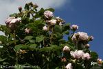 De Candolle rose photo