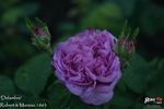 Delambre rose photo