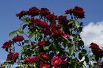 Diabolo rose photo