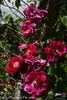 Diabolo rose photo