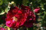 Diabolo rose photo
