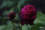 Dr. Bretonneau rose photo