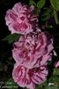 Dr. Hurta rose photo