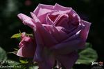 Dr. Hurta rose photo