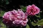 Dr. Hurta rose photo