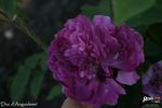 Duc d'Angouleme rose photo