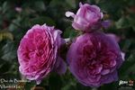 Duc de Bordeaux rose photo
