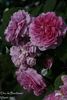 Duc de Bordeaux rose photo