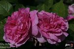 Duc de Bordeaux rose photo