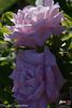 Duc de Constantine rose photo