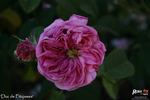 Duc de Fitzjames rose photo