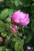 Duc de Fitzjames rose photo