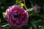 Dumortier rose photo