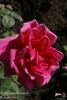 Earl Godard Bentinck rose photo