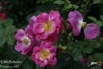 Edith Bellenden rose photo