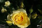 Elbegold rose photo