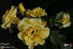 Elbegold rose photo