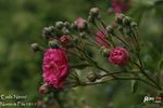 Emile Nérini rose photo