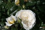 England's Rose rose photo