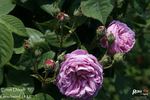 Ernst Dörell rose photo