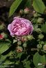 Ernst Dörell rose photo