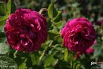 Etna rose photo