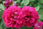 Etna rose photo