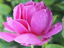 Saint-Exupéry ® rose photo
